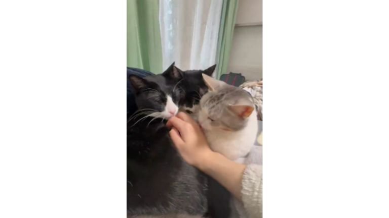 集まっている猫