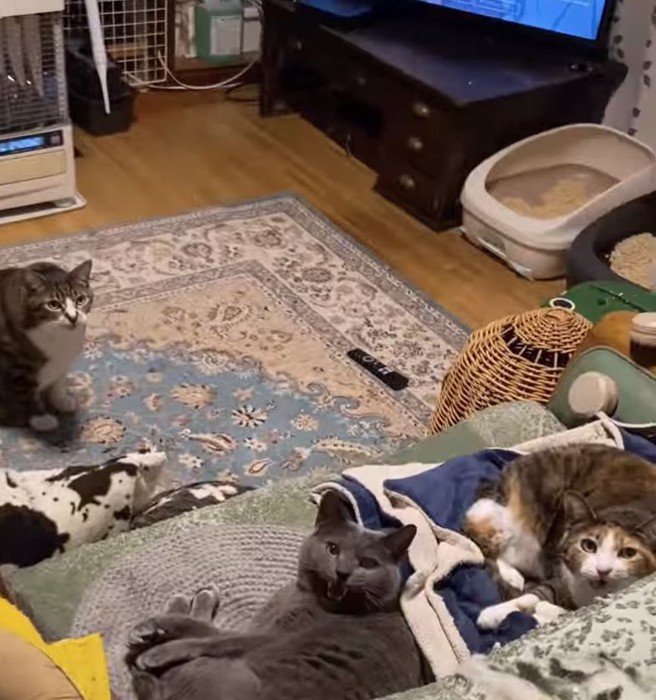 口を開けているソファの上にいる2匹の猫と床にいる猫