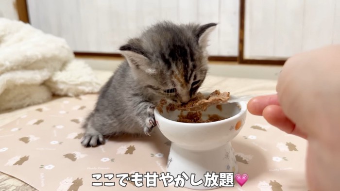 ママに離乳食をもらう子猫