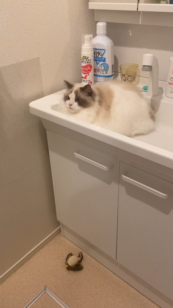 洗面台でリラックスする猫さん