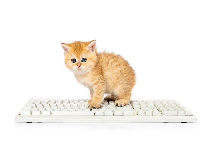 キーボードの上に立つ子猫