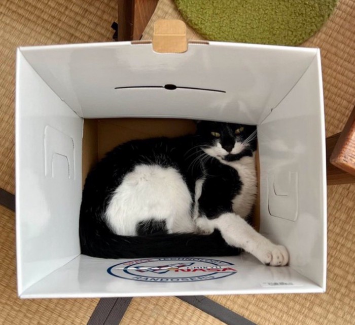 段ボールに入る猫