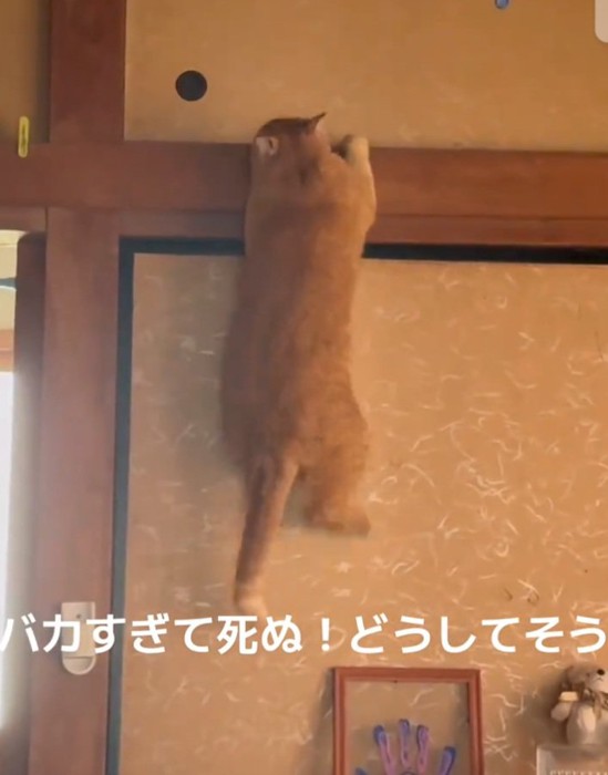 よじ登ろうとする猫