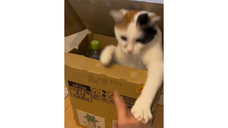 ダンボールにいる猫