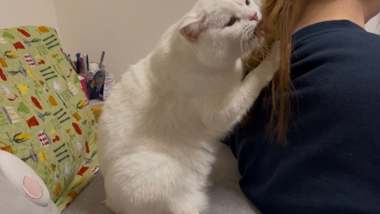 グルーミング中の猫