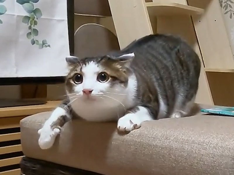 興奮している猫