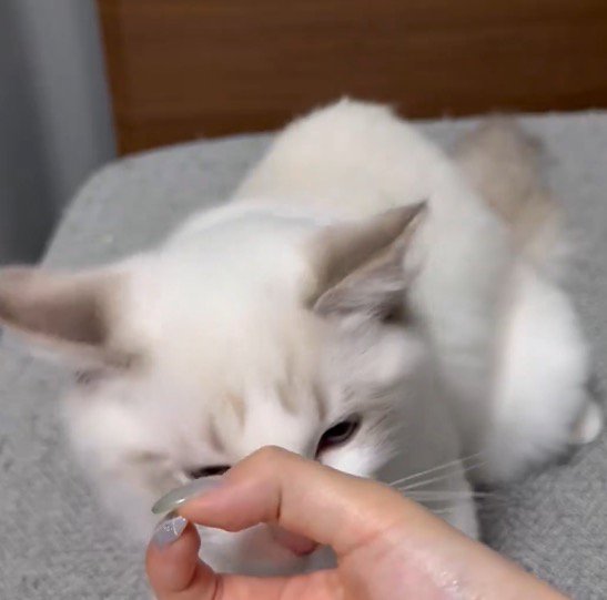 女性の手の上に乗せられたおやつを見つめる猫