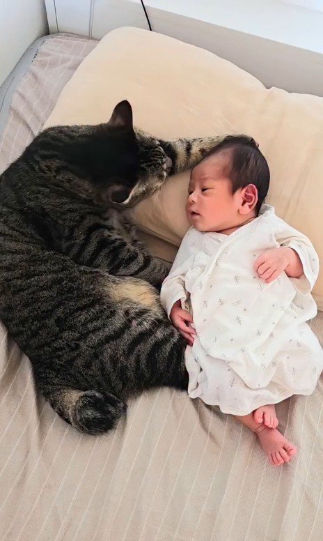 赤ちゃんと一緒に寝ている猫