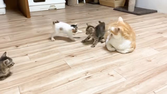 はしゃぐ子猫たちと成猫