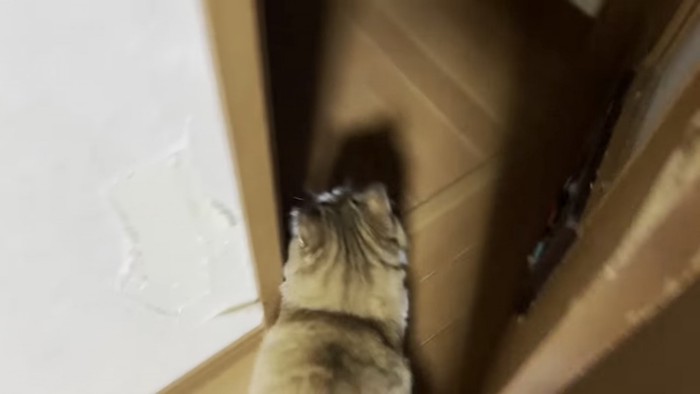 部屋を出る猫の写真