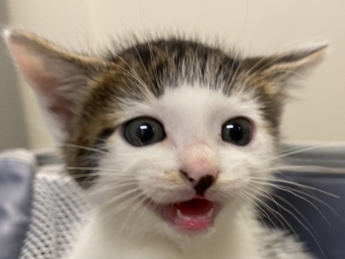 子猫の頃のセロイくん