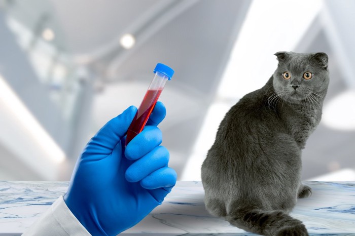 血液検査を受ける猫