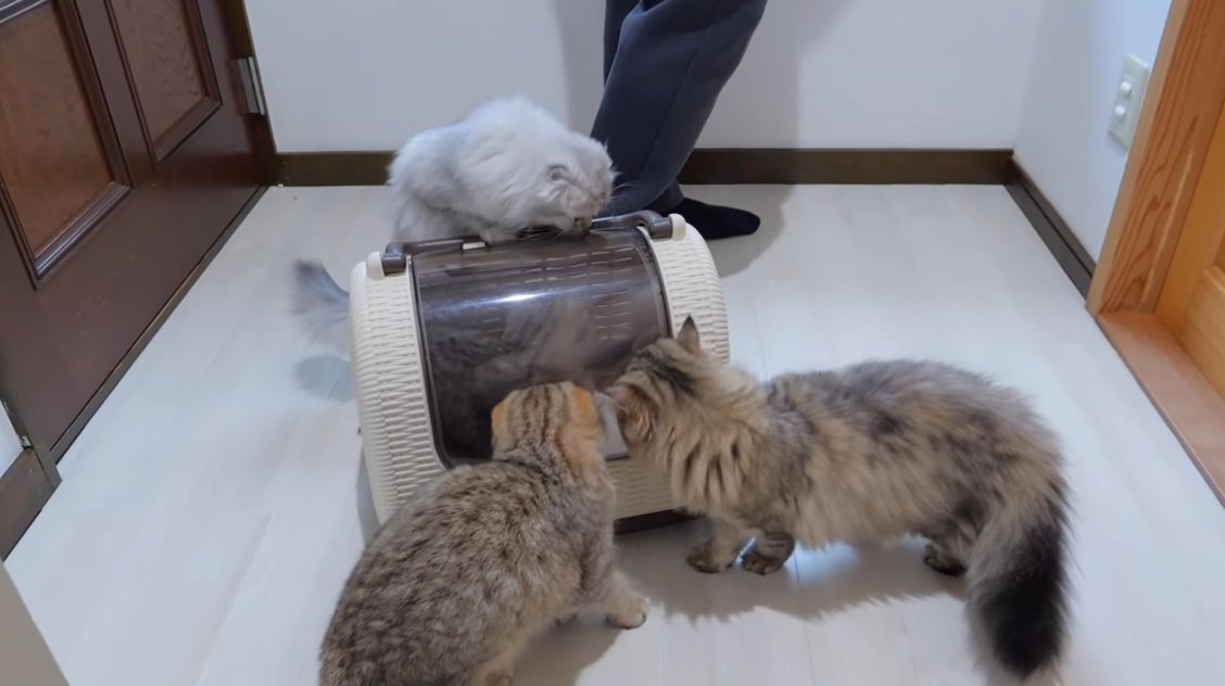 子猫が入ったキャリーをのぞきこむ猫達