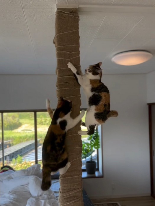柱を登る猫たち
