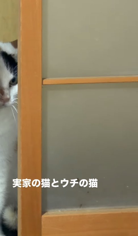 引き戸の隙間から覗き込む猫（左寄り）