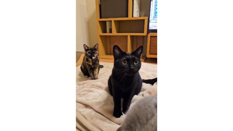 毛布にいる猫たち