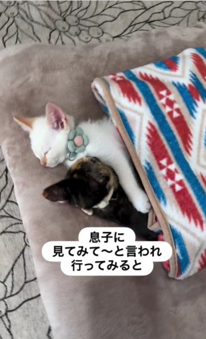 寝ている2匹の猫