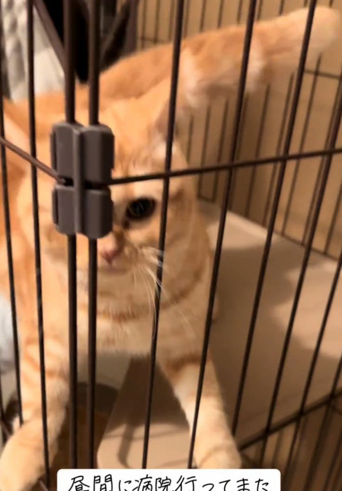 両手で抵抗する猫