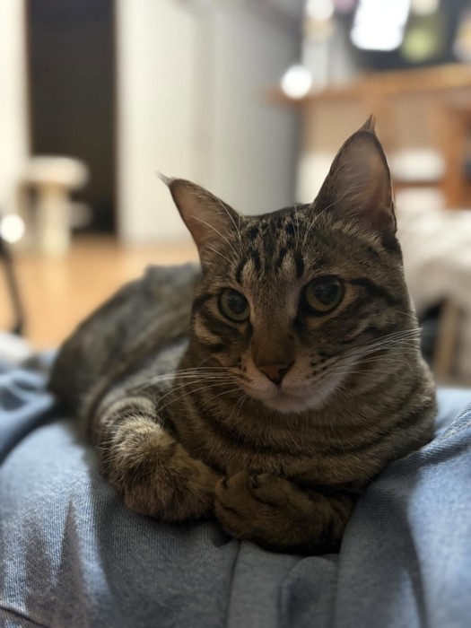 人のひざの上に座る猫