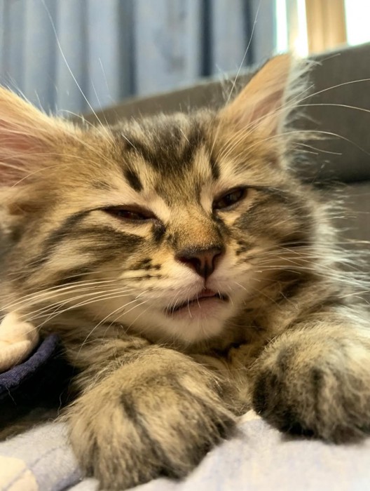 薄目を開けている子猫
