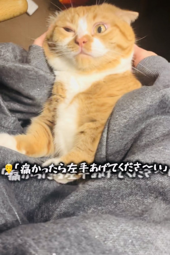 ママに抱っこされるマンチカン