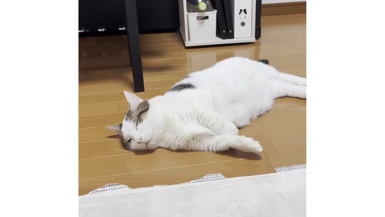 室内にいる猫