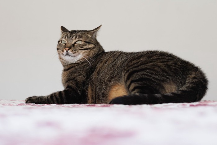 豊満なキジトラ