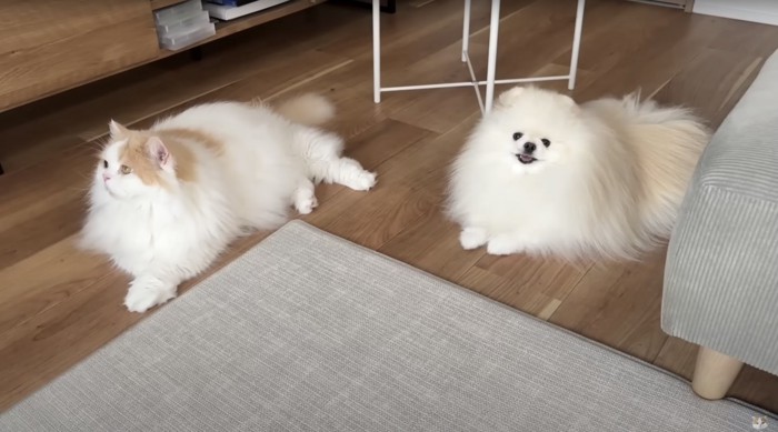 2匹でならぶ猫と犬