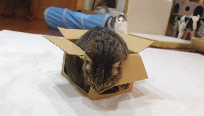 頭を下げるはなちゃん