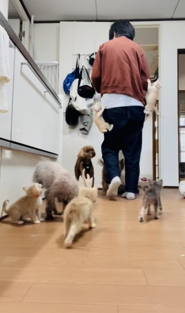 投稿主さんのごはんの準備が待ちきれず騒ぐ子猫たち