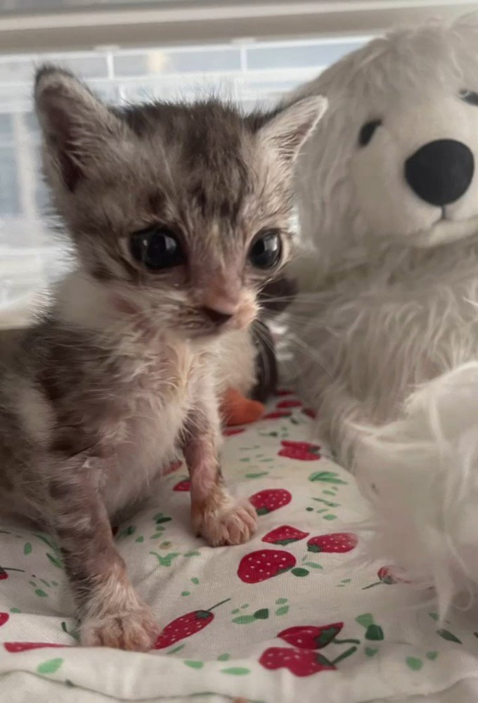 ぬいぐるみの横に座る子猫