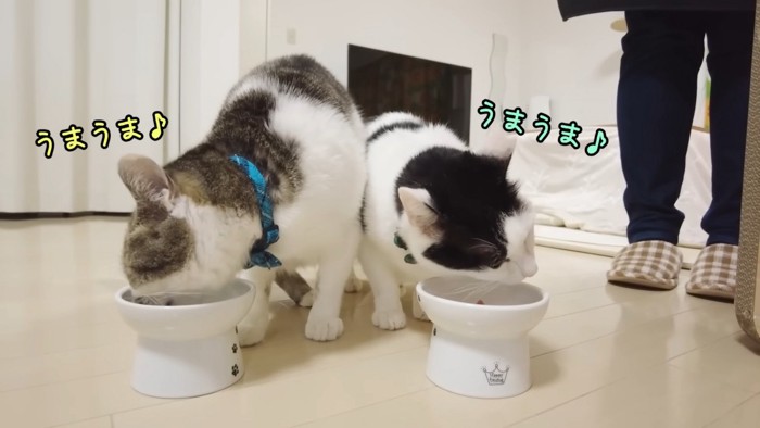 おいしそうに食べる2匹