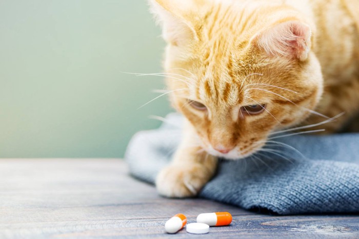 薬を見つめる猫