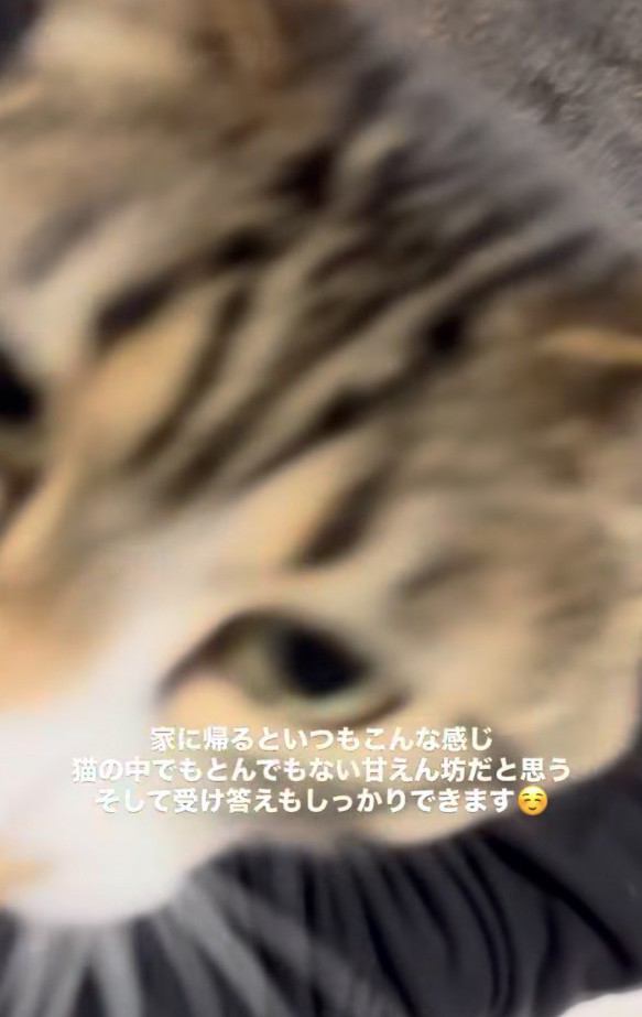 人の膝の上に乗った猫のアップ