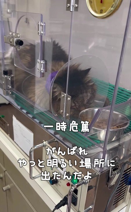 入院中の犬くん