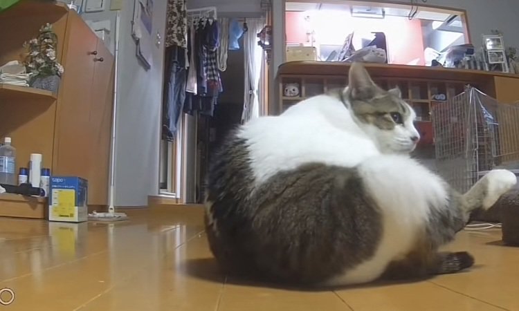 グルーミングをするキジ白猫