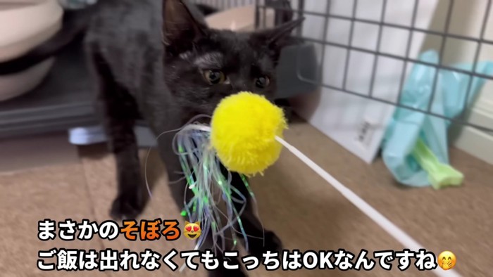 猫じゃらしで遊ぶ黒猫
