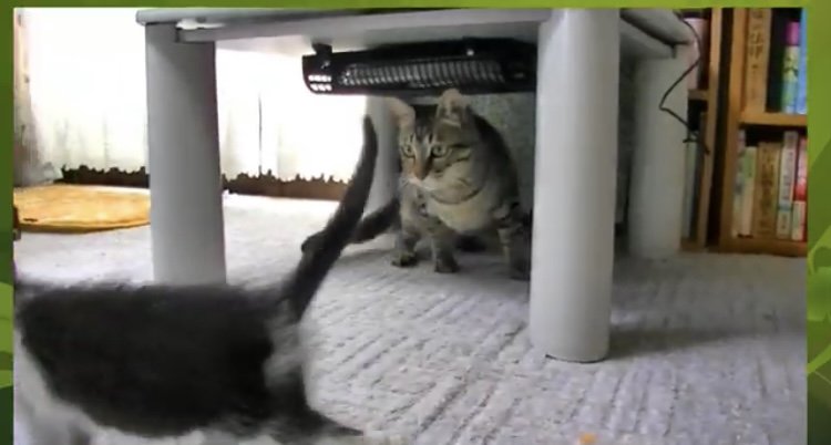 テーブルの下にいる茶トラ猫