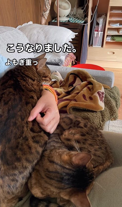 飼い主の膝の上に乗る2匹の猫
