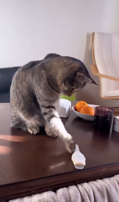 テーブルの上で体温計に手を伸ばしているキジトラ猫