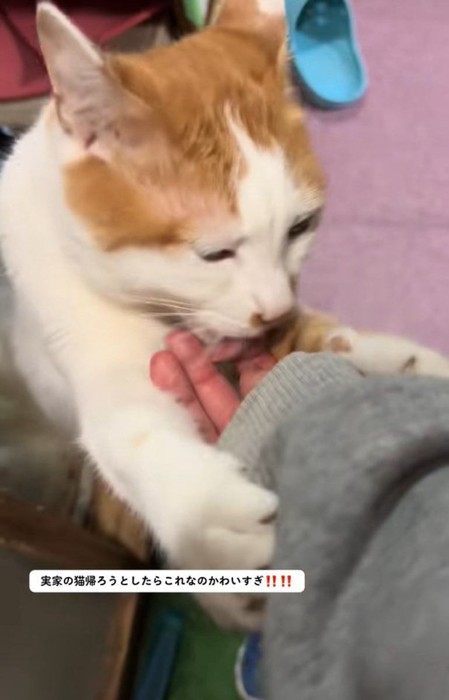 ぺろぺろするねこちゃん