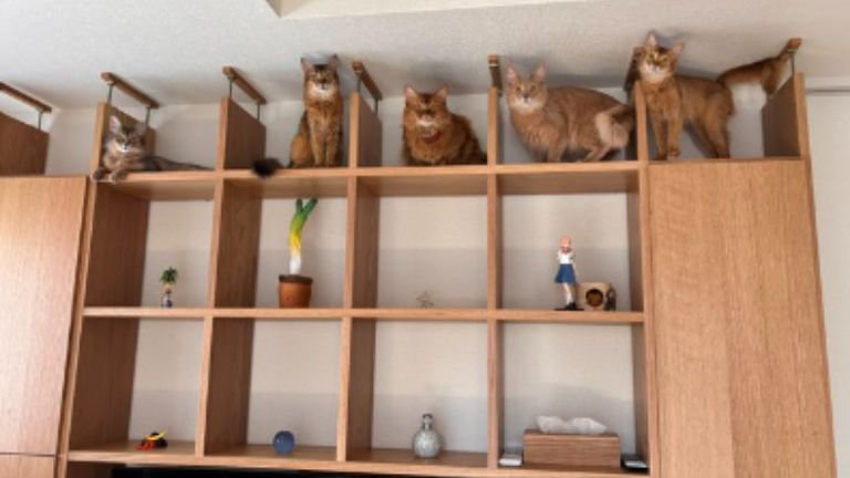 棚に入っている猫