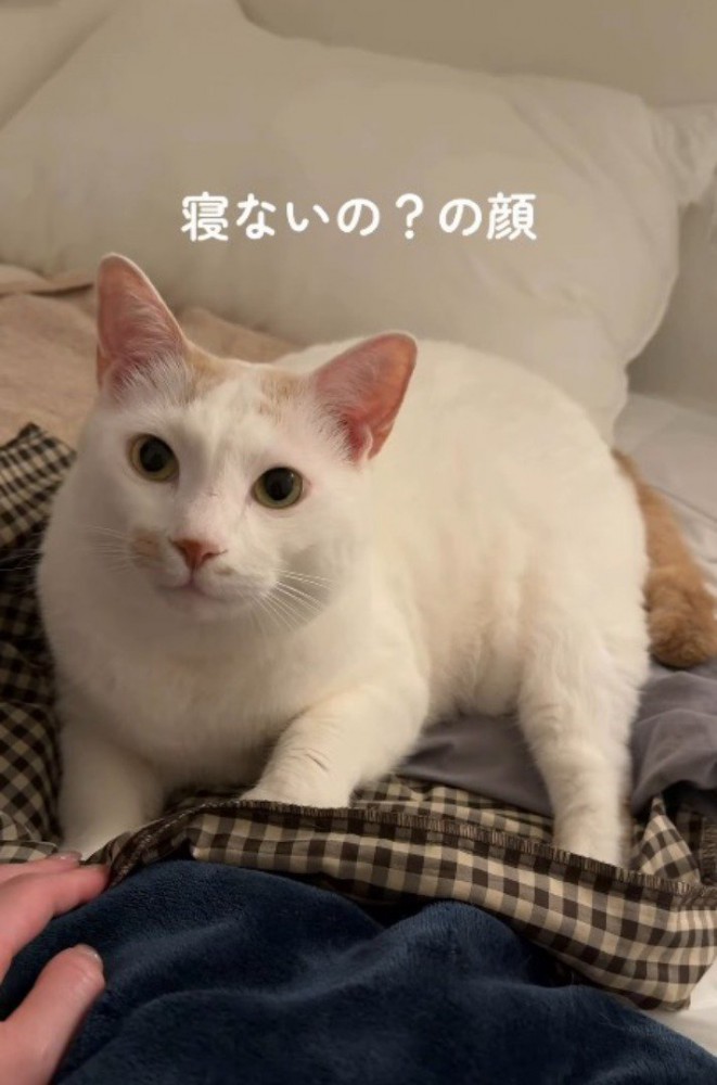 布団に寝転がって飼い主を見つめる猫