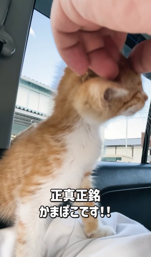 体を伸ばして撫でられにいっている子猫