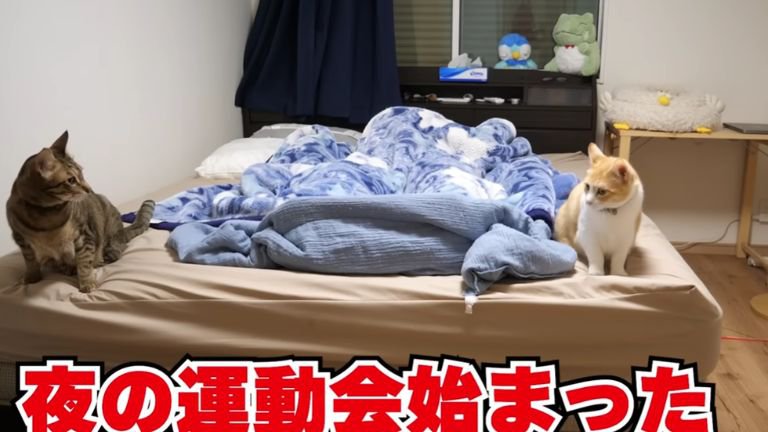 寝室に集まる猫