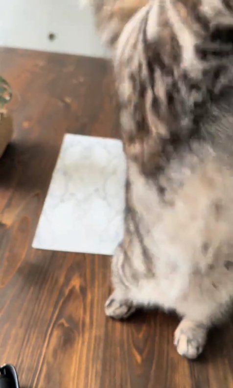 二本足で立って顔が見切れたブレている猫