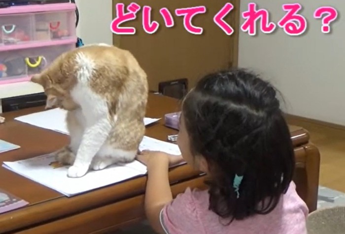 ノートの上で毛繕いをする猫(どいてくれる?)