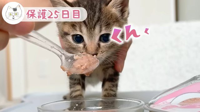 スプーン上のウェットフードのにおいを嗅ぐ子猫