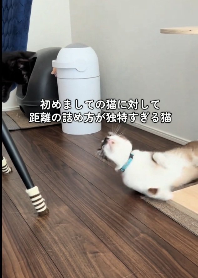 伸びるとろろちゃん