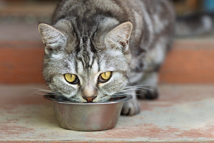 食事をする猫